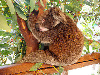 Koala sleeping on a tree © decnui