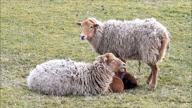white brown sheep with lambs in springtime
