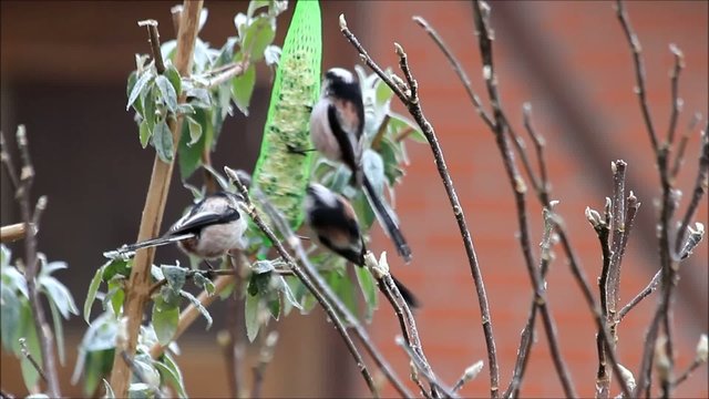 Schwanzmeisen picken futter an futterstange
