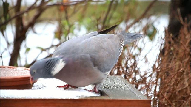 Wood pigeon, big, dove, feeding bird food in snow 
