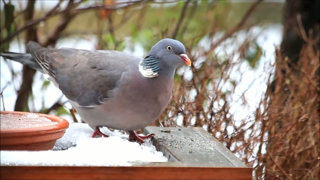 Wood pigeon, big, dove, feeding bird food in snow 
