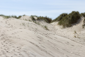 Fototapeta na wymiar Some dunes in Normandy France