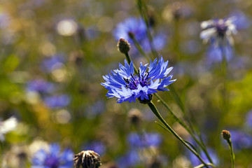 cornflowers  