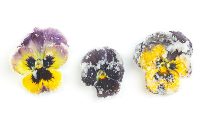 Candied sugared violet flowers, isolated on white
