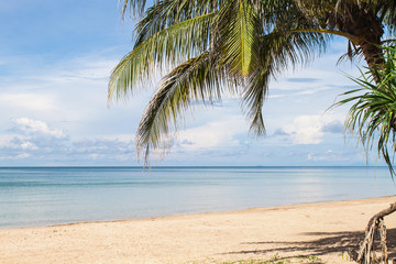 tropical beach with  palm tree