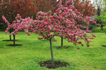 Beautiful pink flowering tree outdoors