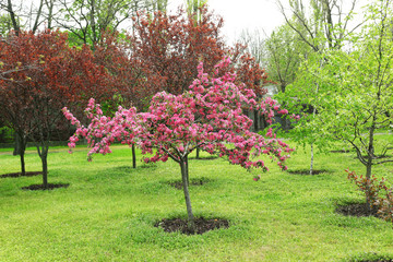 Fototapeta na wymiar Beautiful pink flowering tree outdoors