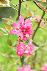 Naklejka na ściany i meble Branch of flowering tree, closeup