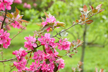 Branch of flowering tree, closeup