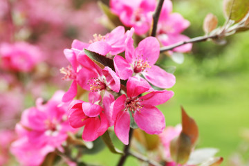 Branch of flowering tree, closeup