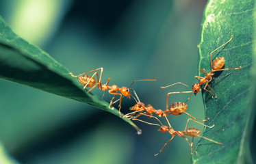 Ant bridge unity