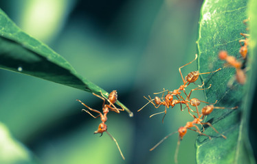 Ant bridge unity