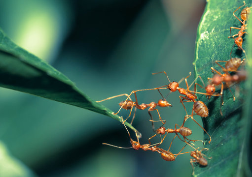 Ant bridge unity