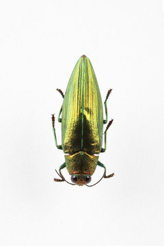 The mysterious world of insects
