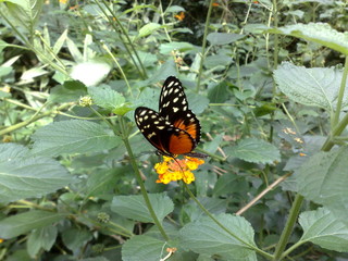papillons sur fleur