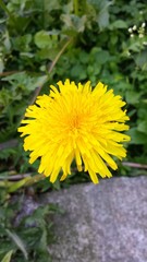 Dandelion, yellow flower