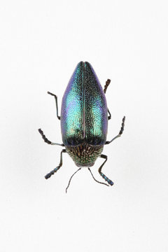 The mysterious world of insects

