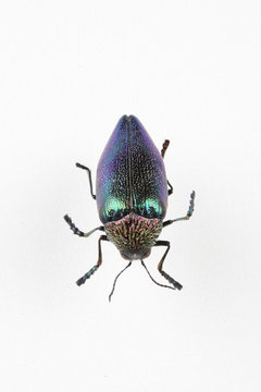 The mysterious world of insects
