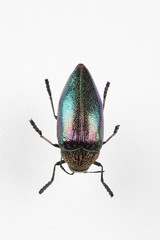 The mysterious world of insects
