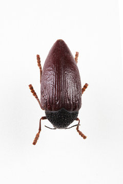 The mysterious world of insects
