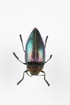 The mysterious world of insects
