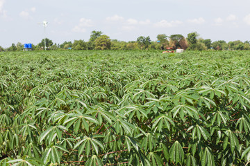 Potato field