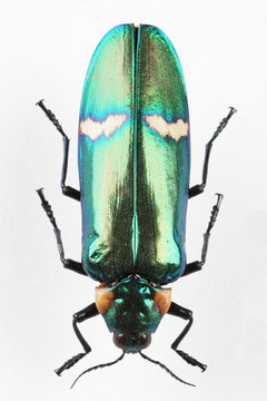 The mysterious world of insects
