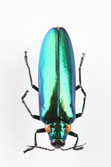 The mysterious world of insects
