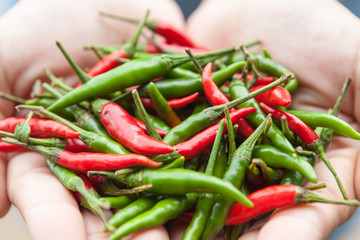 Lot of small chili peppers in a woman hands.