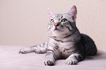 Beautiful cat on beige background