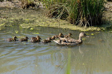 maman colvert et ses petits