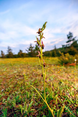 Bee Spider Orchid