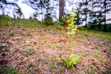 Wild Bavarian Orchid