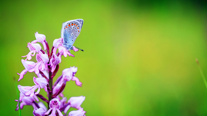 Gossamer Winged Butterfly