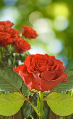 beautiful roses on a green background