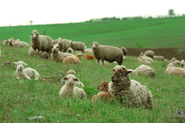 Sheeps grazing in meadow