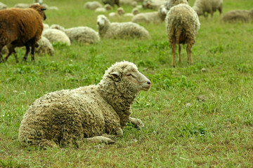 Sheeps grazing in meadow