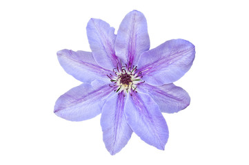 One flower purple Clematis isolated