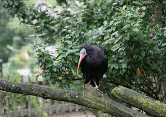 Bald ibis.