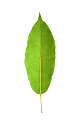 green leaf