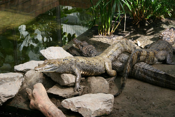 Common caiman