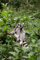 Lemur