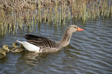 Fototapeta premium Geese.