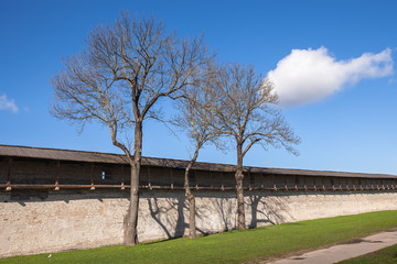 Three trees next to the defensive wall of Pskov Kremlin, Russia