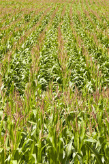 Fototapeta premium corn field 