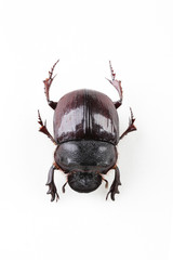 The mysterious world of insects
