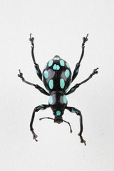 The mysterious world of insects
