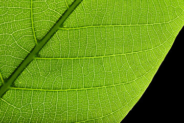 Tree green leaf close up