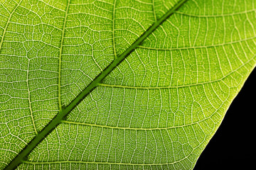 Tree green leaf close up
