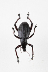 The mysterious world of insects
